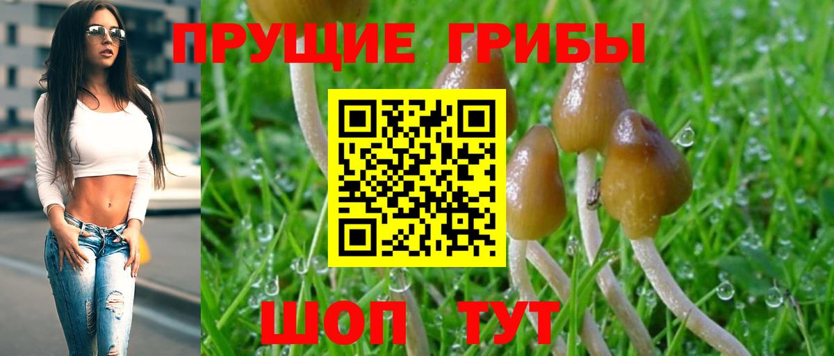 Галлюциногенные грибы Cubensis Урус-Мартан